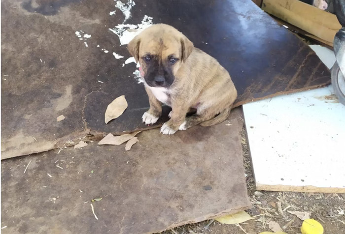 🚨🚔Homem é preso por abandonar cão filhote encontrado morto: “Saiu rindo”🚨🚔