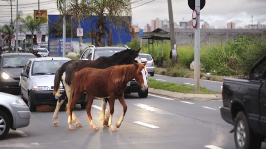 Afogados da Ingazeira: Trânsito Caótico? Agora Com Participação Animal!