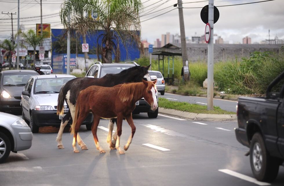 Afogados da Ingazeira: Trânsito Caótico? Agora Com Participação Animal!