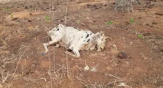 Fazendeiro é multado em R$ 1 milhão por deixar gado morrer de fome