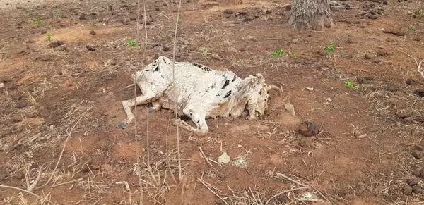 Fazendeiro é multado em R$ 1 milhão por deixar gado morrer de fome