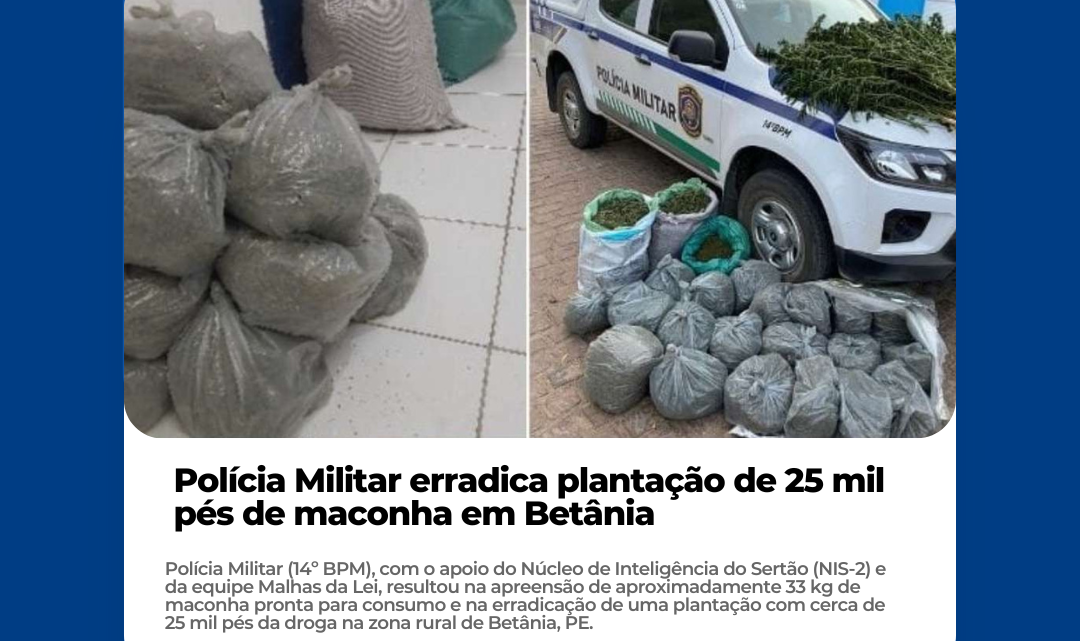 Polícia Militar erradica plantação de 25 mil pés de maconha em Betânia