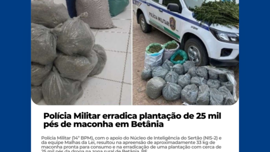 Polícia Militar erradica plantação de 25 mil pés de maconha em Betânia