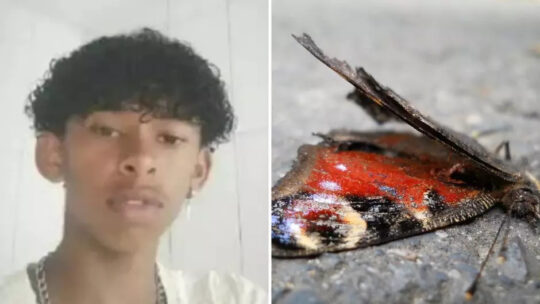 Garoto de 14 anos morre após esmagar borboleta e injetar líquido no corpo